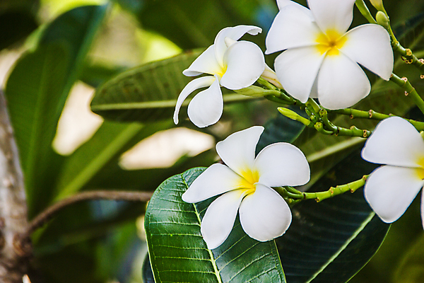 포토 JPG 해외이미지 나무 식물 꽃잎 꽃 백그라운드 잎 꽃무늬 자연 휴식 사람없음 장식 초록색 노란색 정원 스파 봄 벚꽃 흰색 신선 개화 내추럴 고립 해외202004 해외포토 계절 컬러 컨셉 무늬 생태계 파일형식 이미지허브