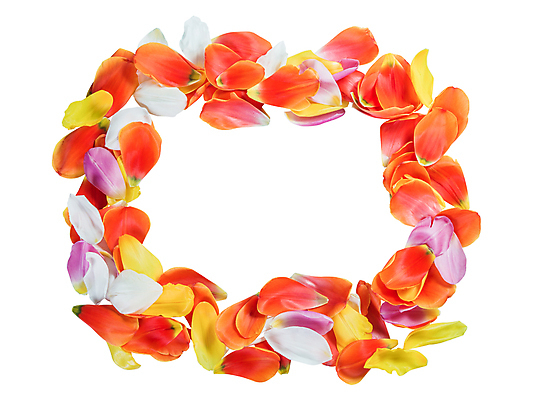 포토 JPG 해외이미지 디자인 꽃잎 꽃 분홍색 꽃다발 결혼 백그라운드 컨셉 잎 꽃무늬 자연 벽지 엄마 휴가 기념 아이디어 프레임 발렌타인데이 선물 사랑 사람없음 빨간색 여름 봄 튤립 수확 벚꽃 흰색 시골 신선 오픈 질감 아로마 부드러움 옛날 해외202004 해외포토 식물 계절 감정 컬러 무늬 농업 가족 데이이벤트 이벤트 감각 생태계 파일형식 이미지허브