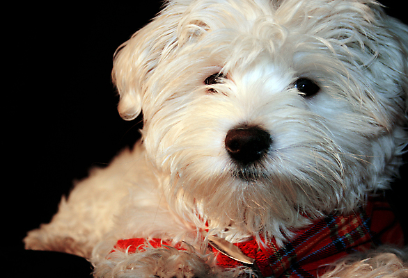 포토 JPG 해외이미지 동물 새끼 털 사람없음 반려동물 개 강아지 작음 유래 해외202004 해외포토 포유류 크기 파일형식 이미지허브