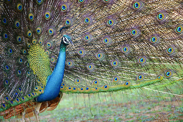 포토 JPG 해외이미지 동물 남자 야생동물 백그라운드 패턴 자연 조류 기술 사람없음 장식 가로 초록색 파란색 컬러풀 머리 활발 의식 우아함 공작 인도인 전시회 깃털 묘사 질감 꼬리 부리 쇼 목 보여주기 꿩 수탉 내추럴 멀티 웅장함 터키석 해외202004 해외포토 외국인 컬러 컨셉 무늬 모션 사람 동양인 신체부위 전시 닭 보석 수컷 생태계 파일형식 이미지허브