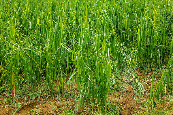 포토 JPG 해외이미지 잎 밭 농업 자연 바람 날씨 옥수수 사람없음 야외 농작물 농장 환경 손상 시골 죽음 변화 보호 질병 위험 폭풍 보험 무생채 밭일 심각 적자 줄서기 해외202004 해외포토 자연요소 식물 산업 컨셉 의학 모션 곡류 생태계 파일형식 이미지허브