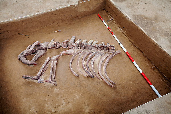 포토 JPG 해외이미지 동물 백그라운드 파충류 자연 뼈 골격 사람없음 우주 바위 기구 공구 죽음 역사 전시회 공룡 박물관 육식동물 화석 고생물 멸종 선사시대 고립 옛날 지질학 해골모형 해외202004 해외포토 교육 생물 모형 전시 돌_바위 도구 생태계 파일형식 이미지허브