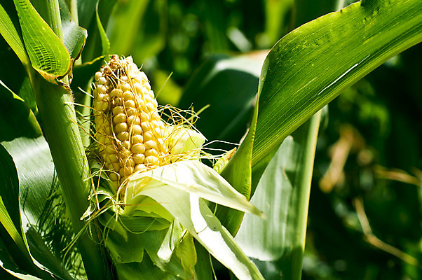 포토 JPG 해외이미지 식물 산업 음식 줄기 백그라운드 단풍 잎 농업 채소 하늘 옥수수 풍경 사람없음 야외 가로 초록색 여름 파란색 농작물 농장 에너지 수확 성장 농촌 신선 일렬 세련 해외202004 해외포토 계절 컬러 곡류 시골 파일형식 이미지허브