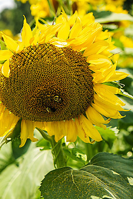 포토 JPG 해외이미지 식물 계절 꽃 백그라운드 꽃무늬 밭 농업 자연 해바라기 풍경 사람없음 야외 초록색 여름 농작물 햇빛 태양 농장 노란색 맑음 활발 성장 벚꽃 시골 황금 내추럴 밭일 해외202004 해외포토 자연요소 산업 컬러 컨셉 무늬 날씨 생태계 파일형식 이미지허브