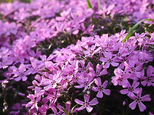 포토 JPG 해외이미지 식물 꽃 행복 분홍색 백그라운드 꽃무늬 밭 사람없음 빛 태양 봄 들꽃 개화 블러 해외202004 해외포토 자연요소 계절 감정 컬러 무늬 농업 파일형식 이미지허브