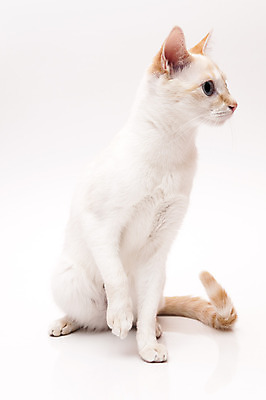 포토 JPG 해외이미지 동물 응시 여자 새끼 백그라운드 포유류 자연 털 사람없음 반려동물 머리카락 고양이 흰색 모피 호기심 육식동물 부드러움 고립 유래 해외202004 해외포토 시선 감정 컬러 컨셉 사람 머리 감각 생태계 파일형식 이미지허브