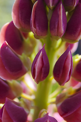 포토 JPG 해외이미지 식물 꽃잎 꽃 행복 꽃무늬 자연 씨앗 사람없음 초록색 컬러풀 정원 보라색 벚꽃 원형 개화 유기농 원예 꽃가루 내추럴 넘어짐 해외202004 해외포토 도형 웰빙 감정 컬러 무늬 모션 취미 가루 생태계 파일형식 이미지허브