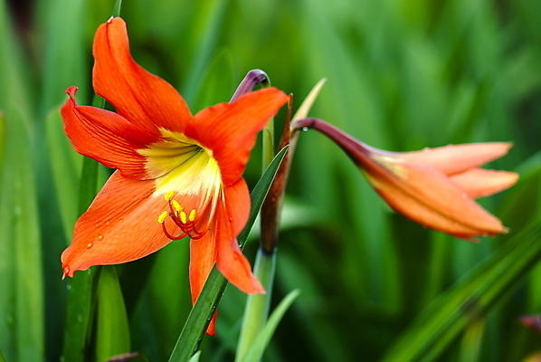 포토 JPG 해외이미지 식물 꽃잎 꽃 자연 사람없음 빨간색 정원 내추럴 꽃수술 해외202004 해외포토 컬러 생태계 파일형식 이미지허브