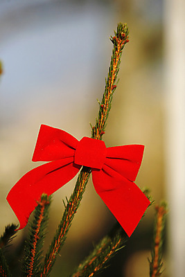 포토 JPG 해외이미지 나무 전통 계절 크리스마스 겨울 공 놀이 휴가 선물 사랑 사람없음 빨간색 산타클로스 축하 12월 마디 해외202004 해외포토 식물 기념일 감정 컬러 컨셉 날짜 파일형식 이미지허브