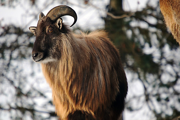 포토 JPG 해외이미지 동물 야생동물 포유류 염소 산 털 뿔 사람없음 히말라야 해외202004 해외포토 파일형식 산맥 이미지허브