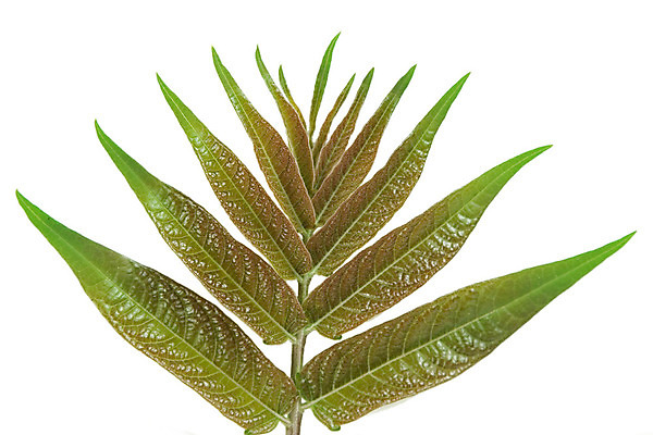 포토 JPG 해외이미지 나무 식물 디자인 계절 백그라운드 잎 자연 추상 건강 사람없음 야외 빨간색 초록색 물 빛 환경 정원 봄 성장 흰색 나뭇가지 신선 숲 이슬 묘사 에코 유기농 질감 정맥 내추럴 고립 생태학 해외202004 해외포토 자연요소 웰빙 교육 컬러 무늬 생태계 혈관 파일형식 이미지허브