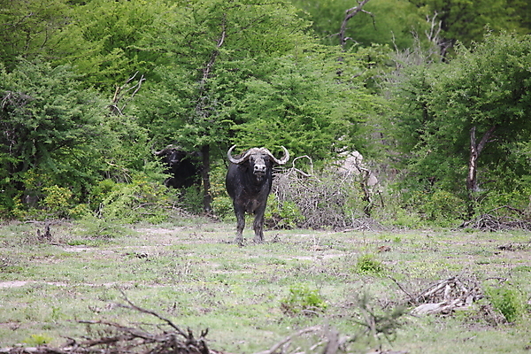 포토 JPG 해외이미지 동물 야생동물 여행 백그라운드 포유류 아프리카 자연 뿔 사람없음 야외 검은색 소 큼 심볼 사파리 지역 남쪽 사바나 전국 해외202004 해외포토 나라 컬러 크기 방향 생태계 파일형식 이미지허브