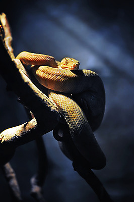 포토 JPG 해외이미지 동물 1 야생동물 파충류 자연 생물 사람없음 파란색 갈색 노란색 머리 환경 광선 나뭇가지 위험 피부 눈금 기어가기 감싸기 동물상 생태학 해외202004 해외포토 나무 교육 컬러 컨셉 모션 신체부위 조형물 생태계 파일형식 이미지허브