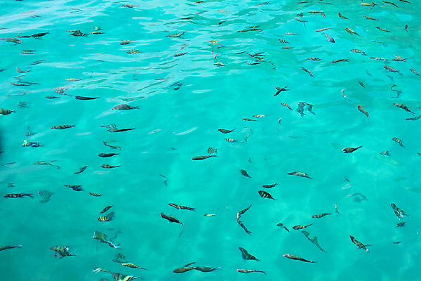 포토 JPG 해외이미지 동물 야생동물 바다 여행 백그라운드 태국 자연 이집트 어류 사람없음 물 파란색 컬러풀 노란색 수중 줄무늬 산호 아래 다이빙 암초 제비 석호 몰디브 식민지 이국적 침몰 많음 해외202004 해외포토 자연요소 아시아 컬러 컨셉 무늬 아프리카 조류 수영 수중동물 자포동물 방향 생태계 위치 수중스포츠 파일형식 이미지허브