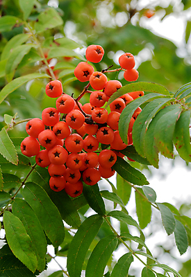 포토 JPG 해외이미지 나무 식물 열매 잎 과일 자연 따뜻함 건강 사람없음 야외 빨간색 초록색 수확 가을 나뭇가지 숲 다발 숙성 해외202004 해외포토 계절 컬러 농업 생태계 파일형식 이미지허브