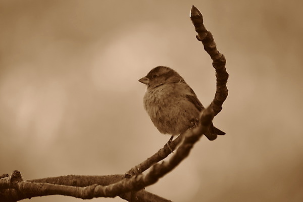포토 JPG 해외이미지 조류 사람없음 해외202004 해외포토 동물 파일형식 이미지허브