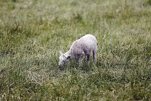 포토 JPG 해외이미지 동물 얼굴 음식 밭 농업 포유류 자연 새로움 털 서기 풍경 사람없음 초록색 농장 가축 봄 목장 아기 신생아 양 소 방목 땅 양고기 내추럴 양모 천진난만 해외202004 해외포토 계절 산업 컬러 컨셉 모션 육류 사람 신체부위 직물 축산업 생태계 파일형식 이미지허브