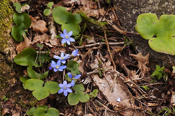 포토 JPG 해외이미지 계절 꽃 백그라운드 자연 사람없음 파란색 봄 개화 노루귀 떠남 아네모네 해외202004 해외포토 식물 컬러 모션 생태계 파일형식 이미지허브