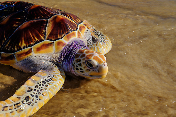 포토 JPG 해외이미지 동물 공원 야생동물 모래 바다 섬 여행 파충류 자연 사람없음 야외 초록색 물 여름 파란색 껍질 거북이 큼 내추럴 이국적 인내 푸켓 해외202004 해외포토 자연요소 계절 공공시설 컬러 태국 크기 생태계 파일형식 이미지허브