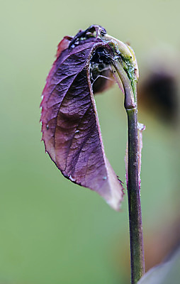 포토 JPG 해외이미지 모양 식물 잎 자연 표면 사람없음 물 평화 정원 힘 활발 자유 성장 시간 순수 순환 정맥 강렬 영양분 완전 해외202004 해외포토 자연요소 컨셉 모션 생태계 혈관 파일형식 이미지허브