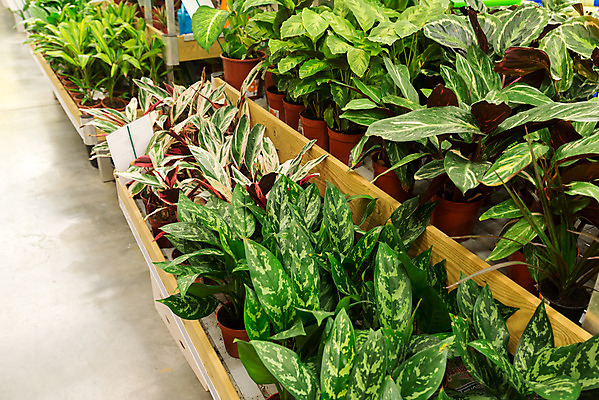 포토 JPG 해외이미지 식물 꽃잎 꽃 화초 꽃다발 백그라운드 컨셉 꽃무늬 비즈니스 태국 자연 휴가 기념 선물 사랑 사람없음 초록색 여름 컬러풀 세일 상점 정원 신선 시장 구매 꽃집 포장지 네덜란드 내추럴 매각 해외202004 해외포토 계절 감정 유럽 아시아 컬러 무늬 포장 쇼핑 생태계 파일형식 이미지허브