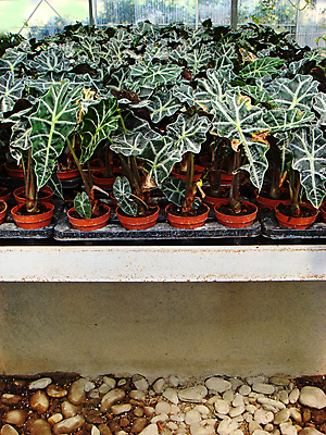 포토 JPG 해외이미지 식물 계절 꽃잎 꽃 꽃다발 잎 자연 탁자 친절 발렌타인데이 사람없음 목재 파란색 상자 장미 세일 꽃병 보라색 놀람 봄 벚꽃 신선 개화 시장 다발 꽃집 양동이 묘사 데이지 엽서 수국 라일락 내추럴 강렬 우수 작약 초능력 해외202004 해외포토 나무 감정 컬러 가구 재료 데이이벤트 표정 상점 편지 절기 생태계 파일형식 이미지허브