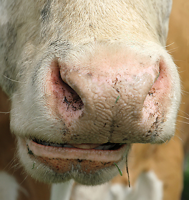 포토 JPG 해외이미지 동물 농업 포유류 털 사람없음 세로 농장 젖음 시골 오픈 입 구멍 소 치아 방목 혀 배고픔 묘사 코 장면 해외202004 해외포토 산업 신체부위 소화기관 축산업 파일형식 이미지허브
