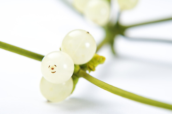 포토 JPG 해외이미지 식물 전통 열매 줄기 크리스마스 겨울 풍경 사람없음 가로 초록색 흰색 나뭇가지 12월 오리엔테이션 해외202004 해외포토 나무 계절 기념일 컬러 날짜 파일형식 이미지허브