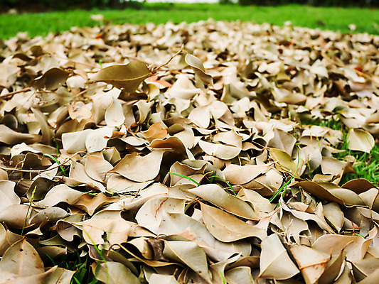 포토 JPG 해외이미지 모양 나무 식물 계절 공원 백그라운드 컨셉 잎 패턴 자국 자연 아침 추상 바닥 건조 풍경 사람없음 야외 목재 빨간색 여름 갈색 노란색 환경 정원 가을 죽음 숲 질감 고무 내추럴 땅바닥 옛날 해외202004 해외포토 주간 공공시설 컬러 무늬 재료 생태계 파일형식 이미지허브