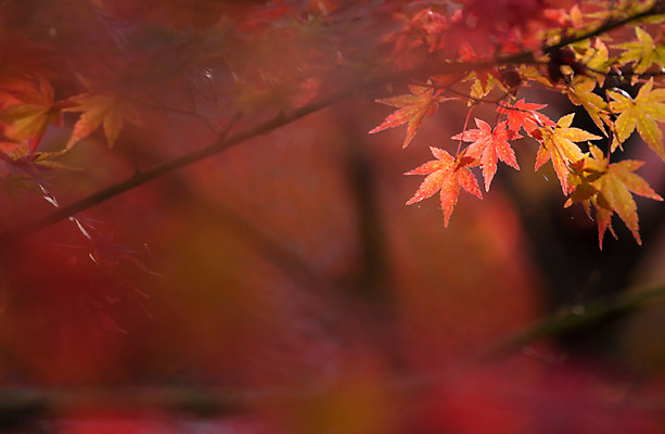 포토 JPG 해외이미지 나무 식물 계절 공원 백그라운드 컨셉 단풍 잎 패턴 오렌지 자연 벽지 추상 프레임 건조 풍경 사람없음 빨간색 빛 컬러풀 태양 노란색 환경 일본 맑음 활발 덮개 가을 숲 묘사 유기농 질감 보케 내추럴 블러 해외202004 해외포토 자연요소 웰빙 공공시설 아시아 컬러 무늬 과일 날씨 뚜껑 생태계 파일형식 이미지허브