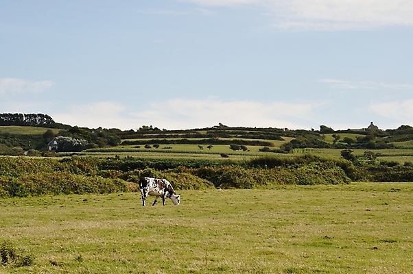 포토 JPG 해외이미지 동물 밭 농업 사람없음 농장 라벨 소고기 프랑스 흰색 소 방목 먹기 황소 찰과상 해외202004 해외포토 유럽 산업 컬러 포유류 모션 프레임 육류 축산업 상처 파일형식 이미지허브