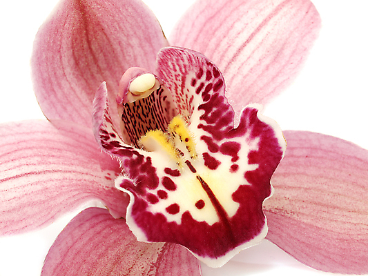 포토 JPG 해외이미지 식물 꽃잎 꽃 화초 줄기 꽃다발 백그라운드 꽃무늬 자연 동양인 사람없음 파란색 컬러풀 벚꽃 나뭇가지 개화 난초 열정 나방 내추럴 강렬 고립 단아함 이국적 해외202004 해외포토 나무 감정 컬러 곤충 무늬 인종 생태계 파일형식 이미지허브