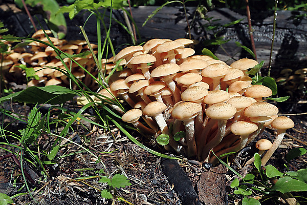 포토 JPG 해외이미지 나무 자연 사람없음 갈색 노란색 버섯 그룹 숲 곰팡이 그물버섯 해외202004 해외포토 식물 컬러 생태계 파일형식 이미지허브
