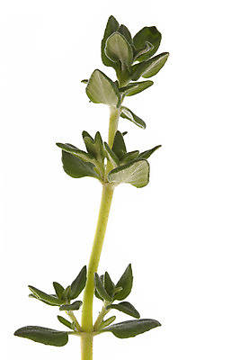 포토 JPG 해외이미지 식물 음식 잎 농업 재료 건강 요리 사람없음 초록색 약 신선 닫기 맛 허브 향신료 묘사 유기농 향기 아로마 향 성분 아로마테라피 내추럴 고립 백리향 치료제 해외202004 해외포토 웰빙 산업 컬러 컨셉 의학 모션 냄새 테라피 향미료 파일형식 이미지허브