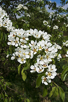 포토 JPG 해외이미지 나무 식물 계절 꽃 과일 자연 사람없음 정원 봄 벚꽃 흰색 개화 4월 5월 내추럴 해외202004 해외포토 컬러 날짜 생태계 파일형식 이미지허브