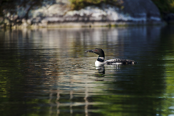 포토 JPG 해외이미지 동물 호수 야생동물 캐나다 날개 자연 조류 사람없음 가로 초록색 물 여름 컬러풀 검은색 수영 연못 황무지 우아함 고독 잠수부 깃털 휴양지 부리 서식지 해외202004 해외포토 자연요소 계절 감정 컬러 컨셉 북아메리카 장소 수상스포츠 전문직 생태계 파일형식 이미지허브