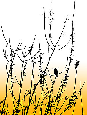 포토 JPG 해외이미지 동물 실루엣 날개 오렌지 조류 휴식 경사 사람없음 사막 나뭇가지 부리 벌새 해외202004 해외포토 나무 컨셉 과일 촬영기법 파일형식 이미지허브