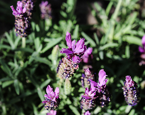 포토 JPG 해외이미지 식물 영어 꽃 백그라운드 꽃무늬 밭 농업 자연 휴식 잉글랜드 사람없음 초록색 약 농장 농경지 정원 보라색 프랑스 성장 벚꽃 개화 허브 제비꽃 향수 원예 향기 아로마 향 아로마테라피 라벤더 내추럴 프랑스어 워싱턴 프로방스 해외202004 해외포토 문자 유럽 산업 컬러 컨셉 무늬 의학 영국 취미 미국 화장품 생태계 냄새 테라피 파일형식 이미지허브