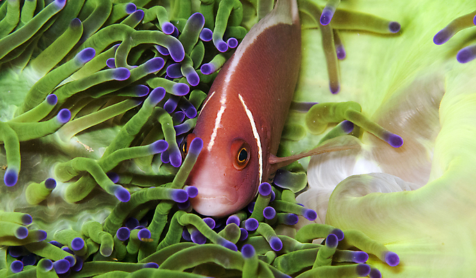 포토 JPG 해외이미지 야생동물 바다 분홍색 여행 학교 모션 자연 휴가 어류 풍경 사람없음 야외 파란색 바닷속 수중 수영 물방울 아래 다이빙 생물학 지느러미 숨김 내추럴 깊이 동물상 생태학 아네모네 침몰 많음 해외202004 해외포토 동물 교육 꽃 컬러 컨셉 조형물 수중동물 수상스포츠 방향 생태계 위치 수중스포츠 파일형식 이미지허브