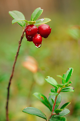 포토 JPG 해외이미지 식물 열매 음식 잎 과일 자연 건강 이끼 사람없음 목재 빨간색 초록색 여름 태양 가을 신선 달콤 맛 숲 작음 먹기 유기농 날것 내추럴 숙성 식용 해외202004 해외포토 자연요소 나무 웰빙 계절 컬러 컨셉 재료 모션 크기 생태계 파일형식 이미지허브