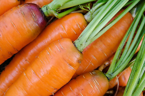 포토 JPG 해외이미지 식물 음식 잎 밭 채소 오렌지 자연 건강 관리 사람없음 초록색 농장 정원 식사 흙 당근 수확 신선 땅 날것 내추럴 밭일 숙성 심기 비건 해외202004 해외포토 컬러 농업 과일 모션 뿌리채소 생태계 채식주의자 파일형식 이미지허브