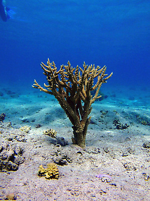 포토 JPG 해외이미지 바다 자연 이집트 사람없음 빨간색 수중 산호 해외202004 해외포토 컬러 아프리카 자포동물 생태계 파일형식 이미지허브