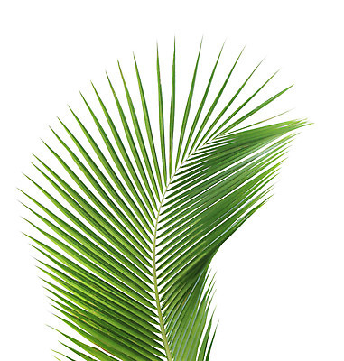 포토 JPG 해외이미지 나무 백그라운드 잎 손바닥 사람없음 초록색 나뭇가지 싱글 코코넛 고립 해외202004 해외포토 식물 손 컬러 과일 파일형식 이미지허브