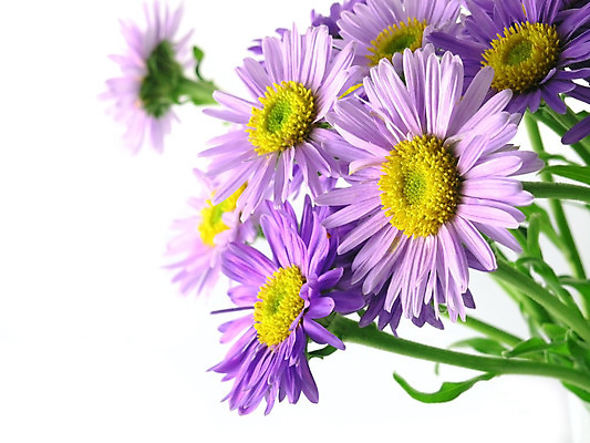 포토 JPG 해외이미지 식물 커플 꽃잎 꽃 분홍색 꽃무늬 자연 사랑 사람없음 정원 보라색 벚꽃 하트 신선 개화 닫기 원예 데이지 날카로움 내추럴 고립 해외202004 해외포토 모양 감정 컬러 무늬 관계 모션 취미 생태계 파일형식 이미지허브