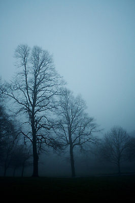 포토 JPG 해외이미지 나무 공원 겨울 하늘 사람없음 목재 어둠 추위 안개 나뭇가지 도시 저녁 숲 벌거벗은 해외202004 해외포토 식물 계절 공공시설 재료 날씨 야간 파일형식 이미지허브