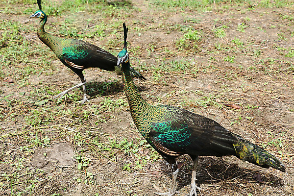 포토 JPG 해외이미지 나무 동물 1 야생동물 백그라운드 잎 오렌지 노래 자연 조류 휴식 종류 앉기 사람없음 야외 빨간색 초록색 여름 파란색 우주 봄 회색 바위 흰색 나뭇가지 공작 묘사 싱글 생물학 서식지 생태학 해외202004 해외포토 식물 계절 교육 음악 컬러 컨셉 과일 모션 돌_바위 생태계 파일형식 이미지허브