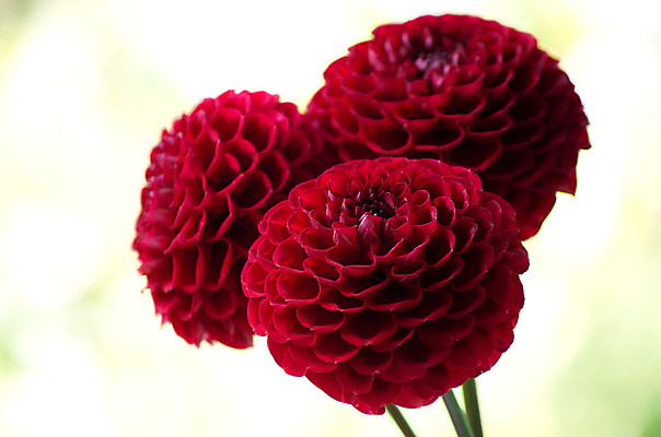 포토 JPG 해외이미지 꽃 사람없음 달리아 오브젝트 트렌드컬러 해외202004 비바마젠타 해외포토 식물 컬러 파일형식 이미지허브