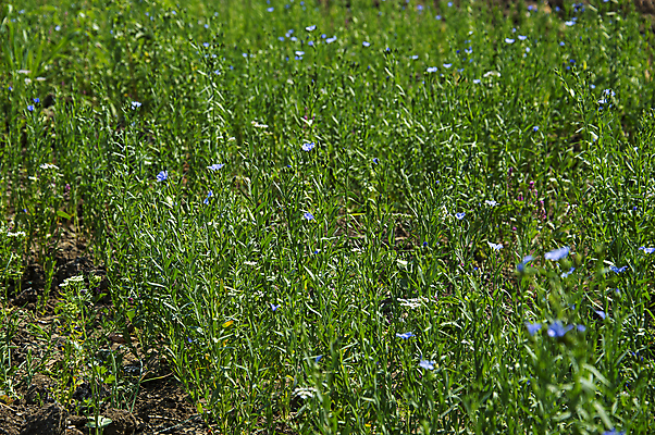 포토 JPG 해외이미지 식물 꽃 백그라운드 밭 농업 자연 하늘 종류 씨앗 풍경 사람없음 야외 초록색 여름 파란색 농작물 농장 봄 성장 벚꽃 시골 개화 농부 땅 원예 내추럴 밭일 아마 많음 세련 해외202004 해외포토 직업 계절 산업 컬러 컨셉 취미 생태계 파일형식 이미지허브