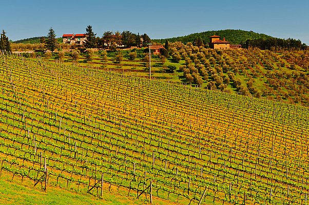 포토 JPG 해외이미지 나무 식물 유럽 선 여행 패턴 밭 농업 과일 자연 하늘 포도 산 주택 풍경 사람없음 초록색 파란색 햇빛 농가 농장 와인 정원 계곡 봄 이탈리아 수확 성장 시골 숲 땅 지중해 만취 맨션 언덕 올리브 포도밭 먼지 포도나무 땅바닥 양조장 줄서기 토스카나 해외202004 해외포토 계절 열매 나라 산업 바다 컬러 무늬 모션 바닥 주류 건물 태양 과일나무 생태계 술취함 파일형식 이미지허브