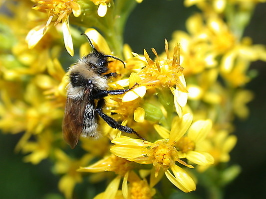 포토 JPG 해외이미지 식물 계절 꽃잎 꽃 백그라운드 잎 꽃무늬 자연 사람없음 빨간색 초록색 여름 노란색 정원 봄 벚꽃 신선 개화 닫기 벌 데이지 꽃가루 해외202004 해외포토 컬러 곤충 무늬 모션 가루 생태계 파일형식 이미지허브